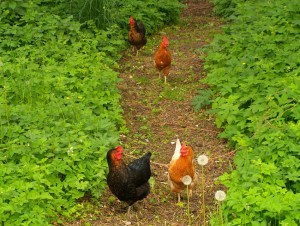 Unsere Hühner auf ihrem täglichen Rundgang