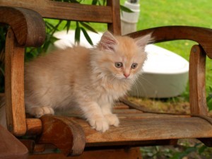 Kleines Kätzchen "Siggi"